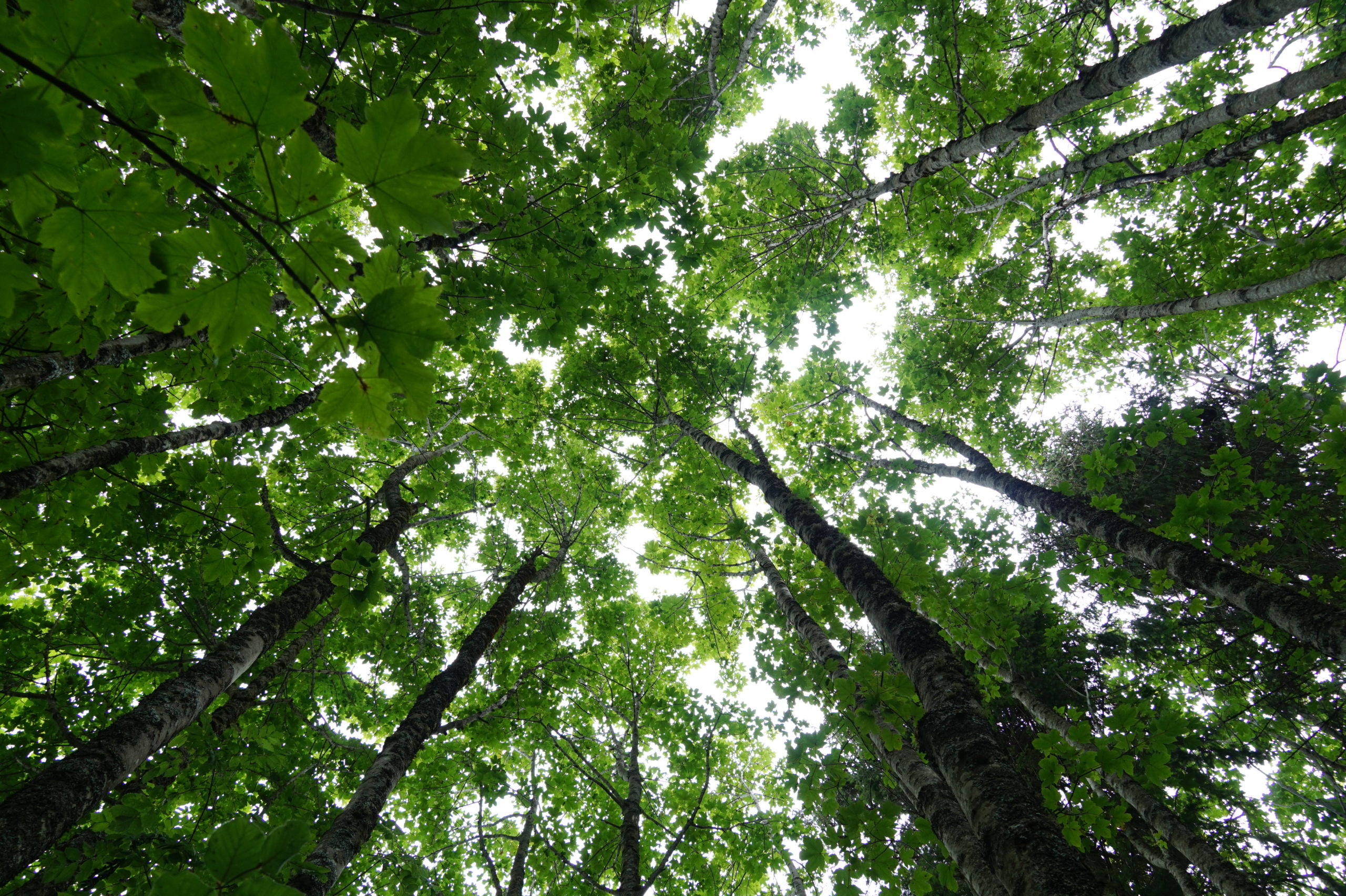 Aufbau gerodeter Wälder in Nicaragua